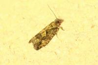 Zeiraphera isertana