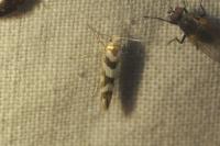 Argyresthia goedartella