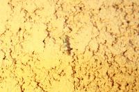 Argyresthia pygmaeella
