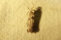 Paraswammerdamia albicapitella