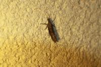 Ypsolopha horridella