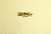 Ypsolopha scabrella