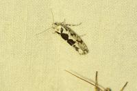 Ypsolopha sequella