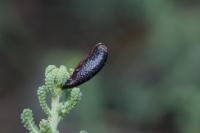 Coleophora involucrella