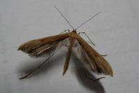 Emmelina monodactyla