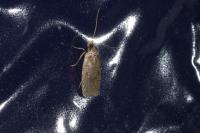 Agonopterix