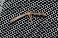 Emmelina monodactyla