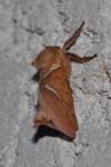 Triodia sylvina