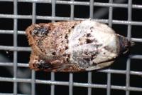 Acleris variegana