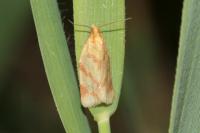 Clepsis pallidana