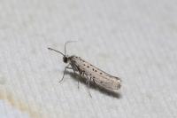 Yponomeuta sedella