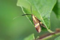 Nemophora degeerella