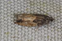Epinotia nisella/cinereana