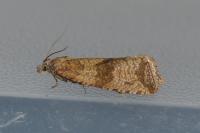 Celypha striana