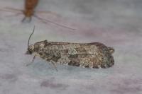 Cnephasia