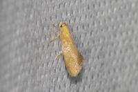 Crassa tinctella