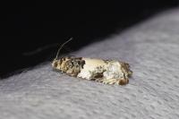 Gypsonoma sociana