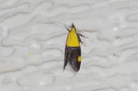 Oecophora bractella