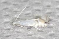 Phyllocnistis