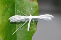 Pterophorus pentadactylus