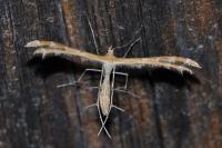 Oxyptilus