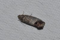 Cydia pomonella