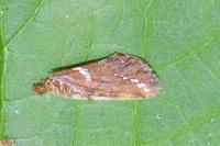 Phymatopus hecta