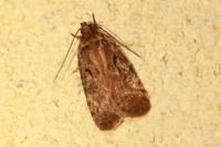 Agonopterix