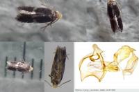 Ectoedemia angulifasciella