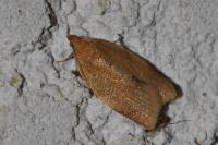 Clepsis consimilana