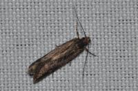 Aroga velocella