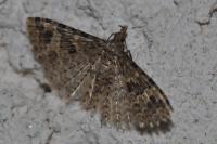 Alucita hexadactyla