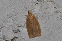 Clepsis consimilana