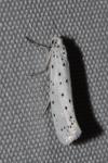 Yponomeuta