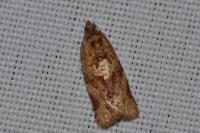 Argyrotaenia ljungiana
