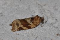 Argyrotaenia ljungiana