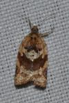 Argyrotaenia ljungiana