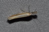 Pleurota