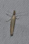 Pleurota