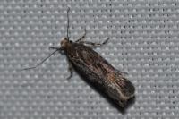 Aroga velocella