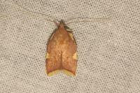 Carcina quercana