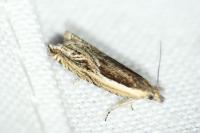 Ancylis apicella