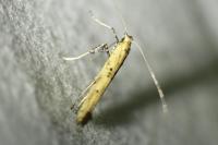 Caloptilia populetorum