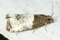 Notocelia roborana