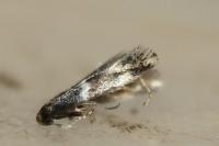 Elachista stabilella