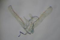 Elachista stabilella