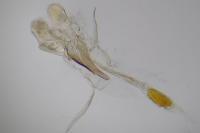Caloptilia populetorum