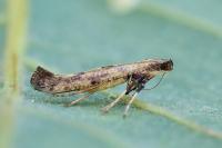 Caloptilia populetorum