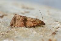 Celypha striana