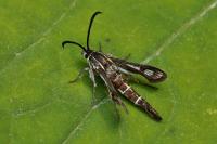 Chamaesphecia mysiniformis